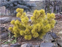 3f06b1e3-Pinus mugo Ophir.jpg